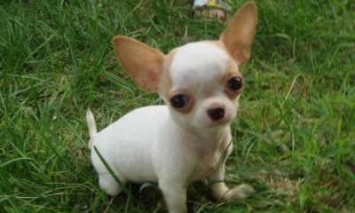 ​世界10大小型宠物犬，吉娃娃独占鳌头