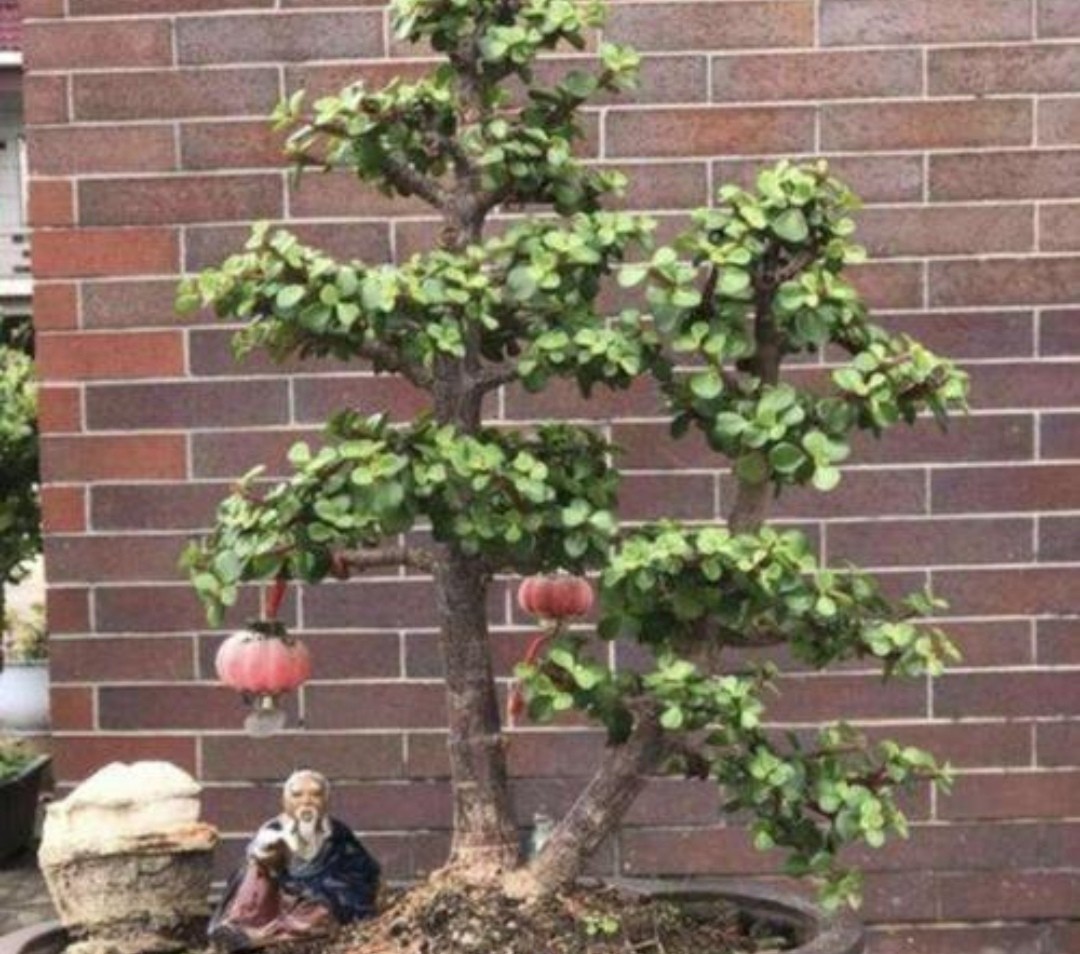 金枝玉叶花卉如何栽培管管理(金枝玉叶5个的养护技巧)