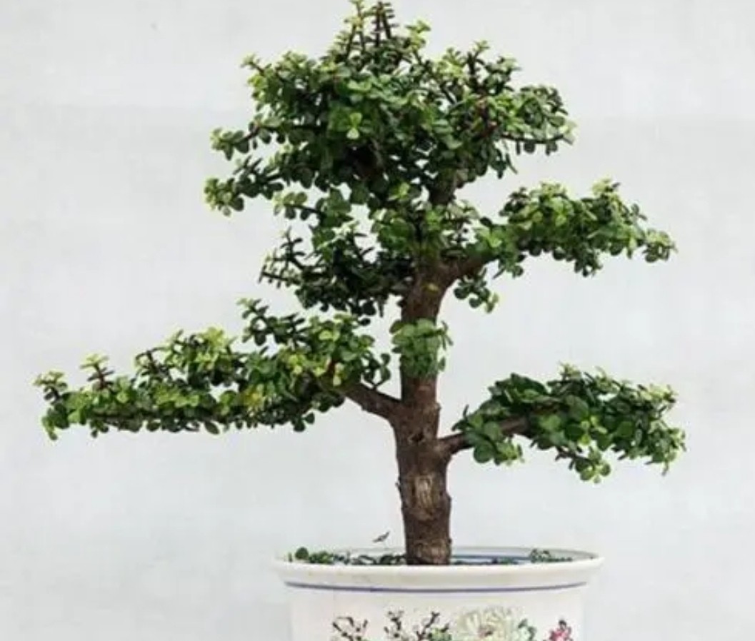 金枝玉叶花卉如何栽培管管理(金枝玉叶5个的养护技巧)