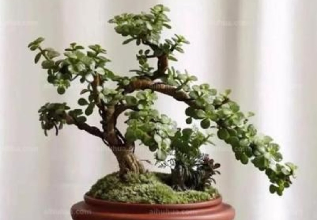 金枝玉叶花卉如何栽培管管理(金枝玉叶5个的养护技巧)