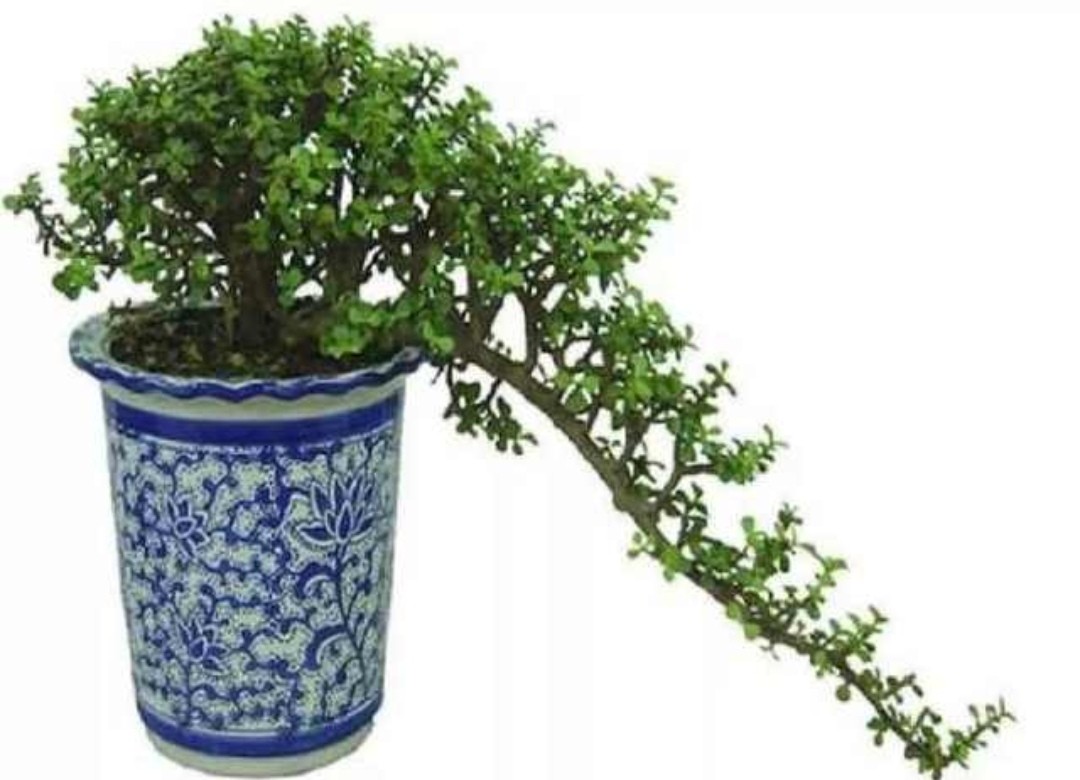 金枝玉叶花卉如何栽培管管理(金枝玉叶5个的养护技巧)