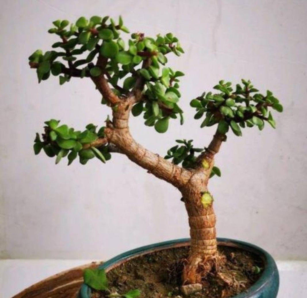 金枝玉叶花卉如何栽培管管理(金枝玉叶5个的养护技巧)