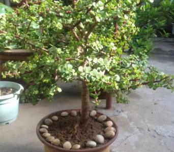 金枝玉叶花卉如何栽培管管理(金枝玉叶5个的养护技巧)