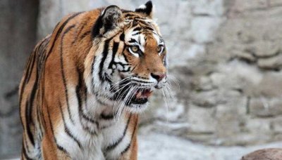 世界上最危险十大猫科动物:猎豹垫底,西伯利亚虎第一名