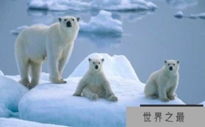 世界上最大的北极熊:体重高达800公斤