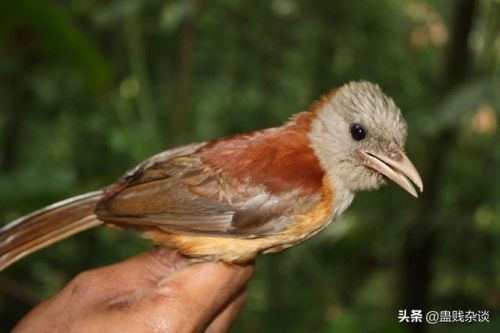 饮鸩止渴的鸩到底是哪种毒鸟-第2张图片-