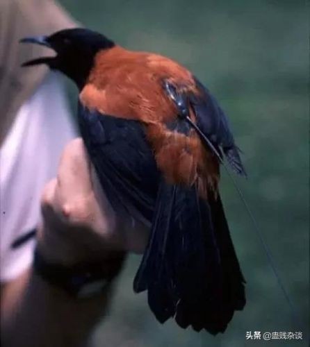 饮鸩止渴的鸩到底是哪种毒鸟-第1张图片-