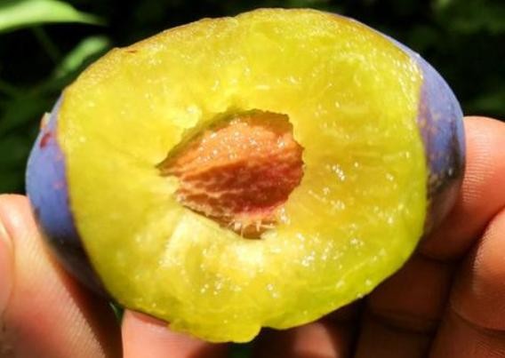 怎么选择好的西梅（不能只会挑颜色）(4)