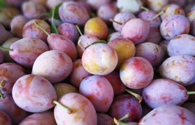 ​怎么选择好的西梅（不能只会挑颜色）