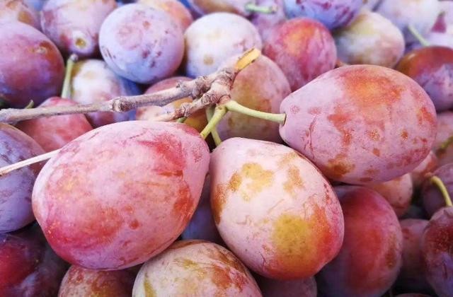 怎么选择好的西梅（不能只会挑颜色）(3)