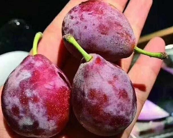 怎么选择好的西梅（不能只会挑颜色）(2)