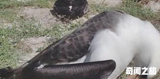 世界上最长寿的鸟 一只叫做“智慧”的黑背信天翁已超过66岁 还在产蛋(1)_