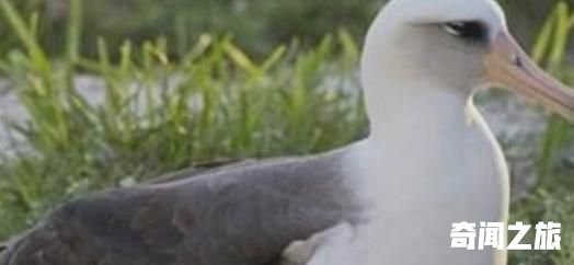 世界上最长寿的鸟 一只叫做“智慧”的黑背信天翁已超过66岁 还在产蛋(3)_