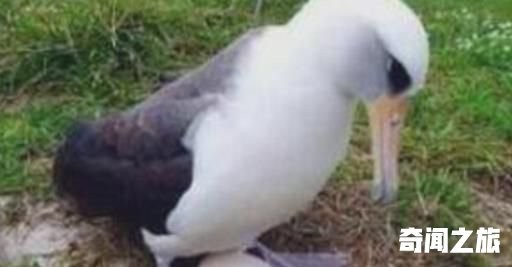 世界上最长寿的鸟 一只叫做“智慧”的黑背信天翁已超过66岁 还在产蛋(2)_