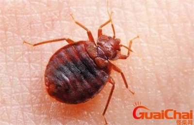 ​臭虫图片是什么样子？臭虫图片大全大图