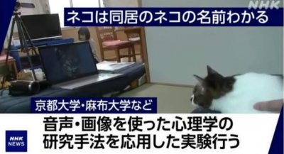 ​研究实验证明猫如果生活在同一家庭中 会互相知道对方名字