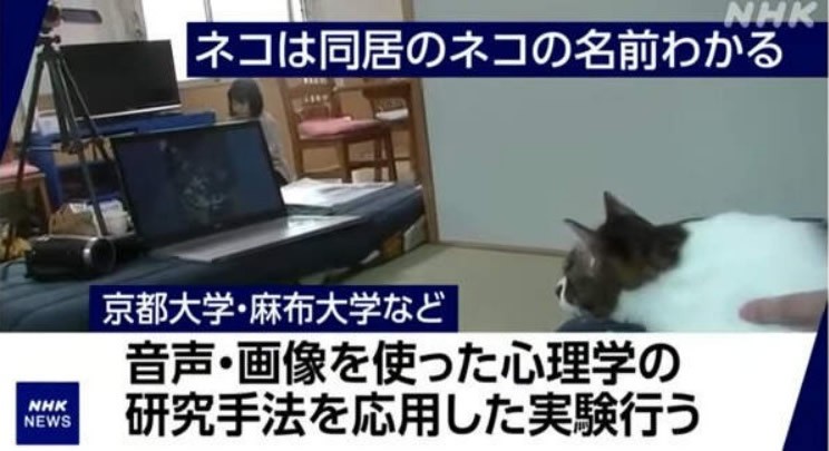 研究实验证明猫如果生活在同一家庭中 会互相知道对方名字