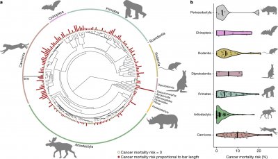 ​研究发现肉食性哺乳动物比只吃素的哺乳动物更容易死于癌症