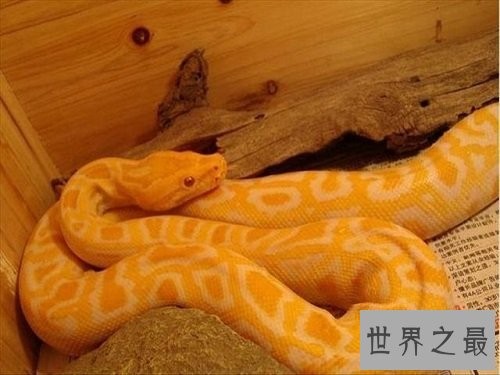 宠物蛇不能随意养,专业养蛇知识为你保驾护航!