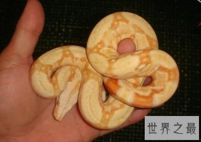 ​宠物蛇不能随意养，专业养蛇知识为你保驾护航！