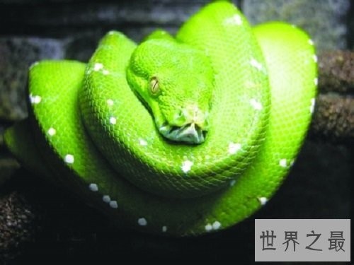 宠物蛇不能随意养,专业养蛇知识为你保驾护航!