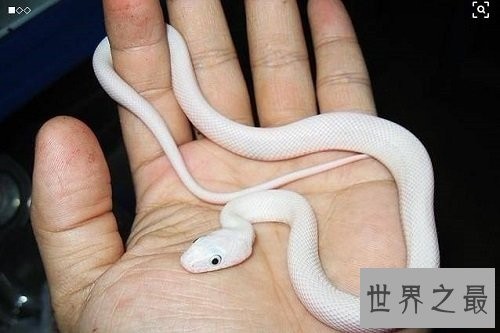 宠物蛇不能随意养,专业养蛇知识为你保驾护航!