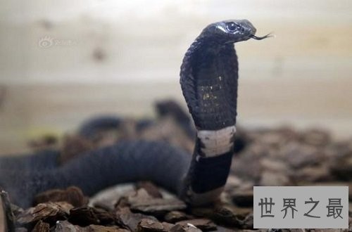 宠物蛇不能随意养,专业养蛇知识为你保驾护航!