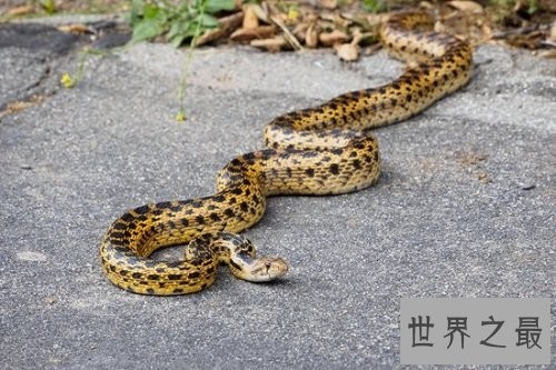 宠物蛇不能随意养,专业养蛇知识为你保驾护航!