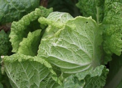 ​世界公认十大健康蔬菜排名榜