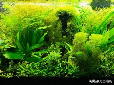 水草缸用水草泥需要用密网垫高3-5厘米吗?或是底下铺一层滤材