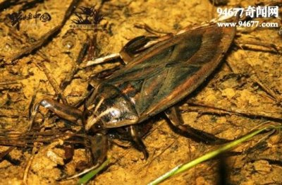 ​世界上最恶心的昆虫，田鳖(唾液能让人体肌肉融化)