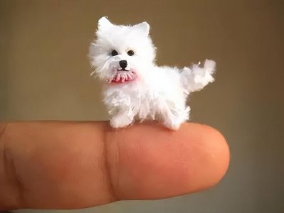 ​世界上最小的狗狗（盘点体型最小的8种狗）