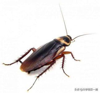 踩死的蟑螂第二天消失了(蟑螂踩死之后该怎样处理)