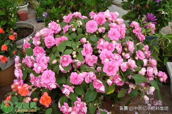 天竺葵花语是什么(天兰葵的含义及养殖方法介绍)