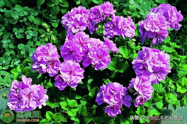 天竺葵花语是什么(天兰葵的含义及养殖方法介绍)