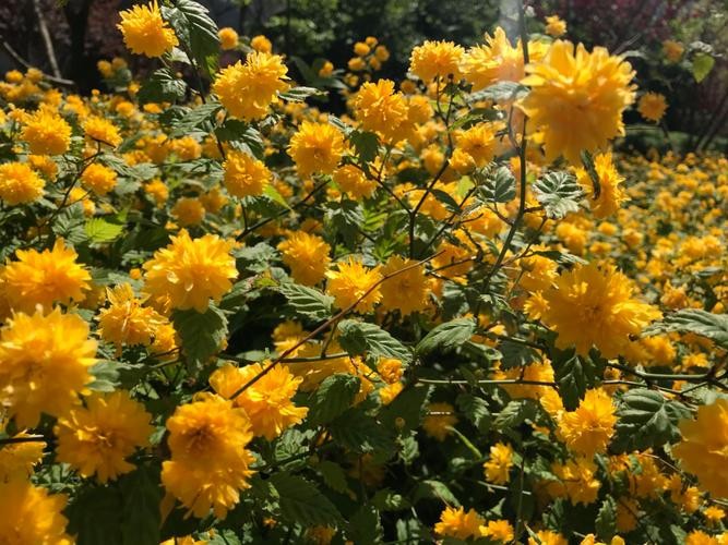 棠棣代表什么象征意义（棠棣花的象征意义是什么）