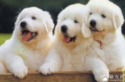 狗狗流鼻涕打喷嚏吃什么药(最简单的治疗方法)