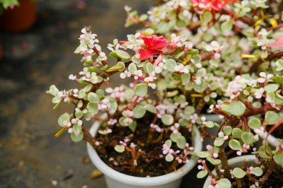 雅乐之舞如何保持粉色