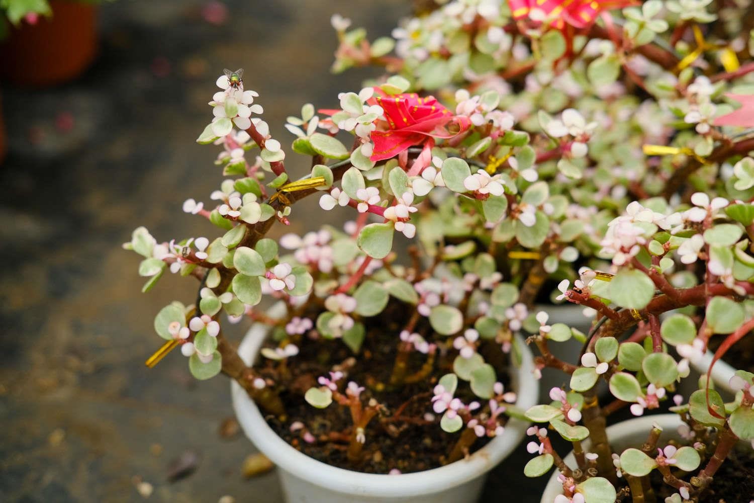 雅乐之舞 雅乐之舞