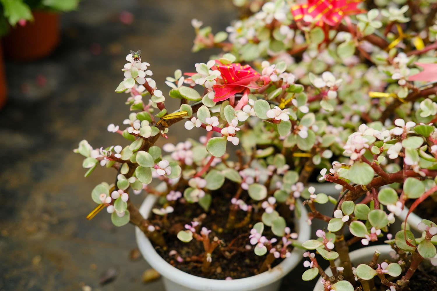 雅乐之舞 雅乐之舞