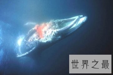 虎鲸和大白鲨都是海洋中的霸主 那么虎鲸vs大白鲨谁更厉害呢