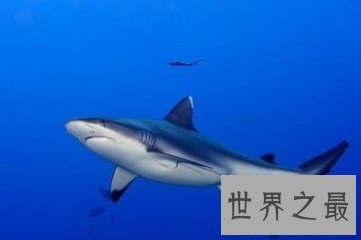 虎鲸和大白鲨都是海洋中的霸主 那么虎鲸vs大白鲨谁更厉害呢