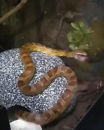 冬天蛇会出来吗