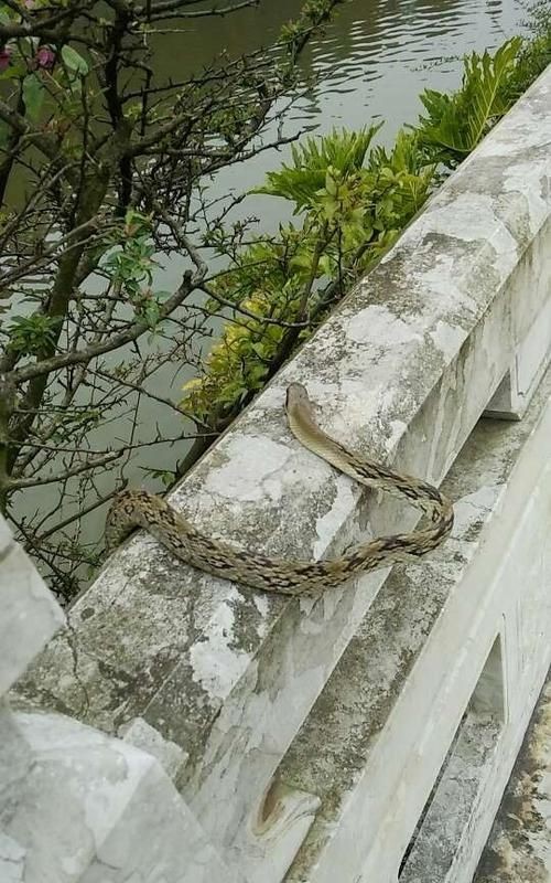 冬天蛇会出来的原因