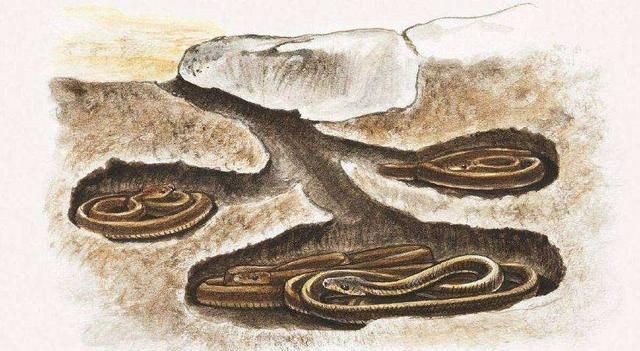 冬天蛇会出来吗,冬天蛇会出来吗?图3