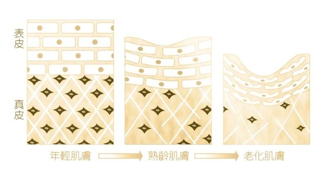 纯人源胶原蛋白(中科臻颜胶原魔法)(3)