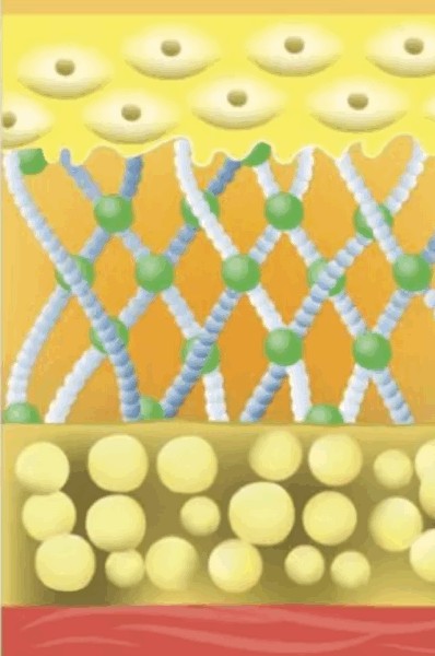 纯人源胶原蛋白(中科臻颜胶原魔法)(2)
