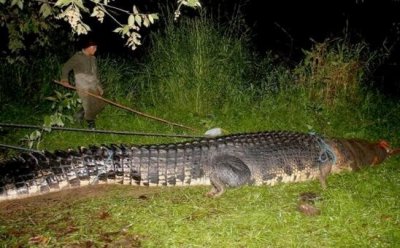 ​世界上最大的巨型鳄鱼，菲律宾村民抓获7米食人鳄