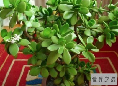 ​中国最大的玉树，生长了20多年