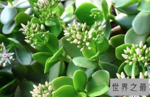 中国最大的玉树，生长了20多年